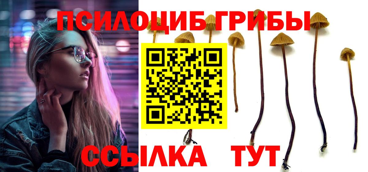 Тосно  Псилоцибиновые грибы GOLDEN TEACHER  Вход с VPN 